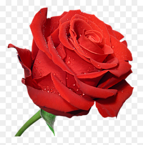 18 Ideas De Rosas En - Rosas