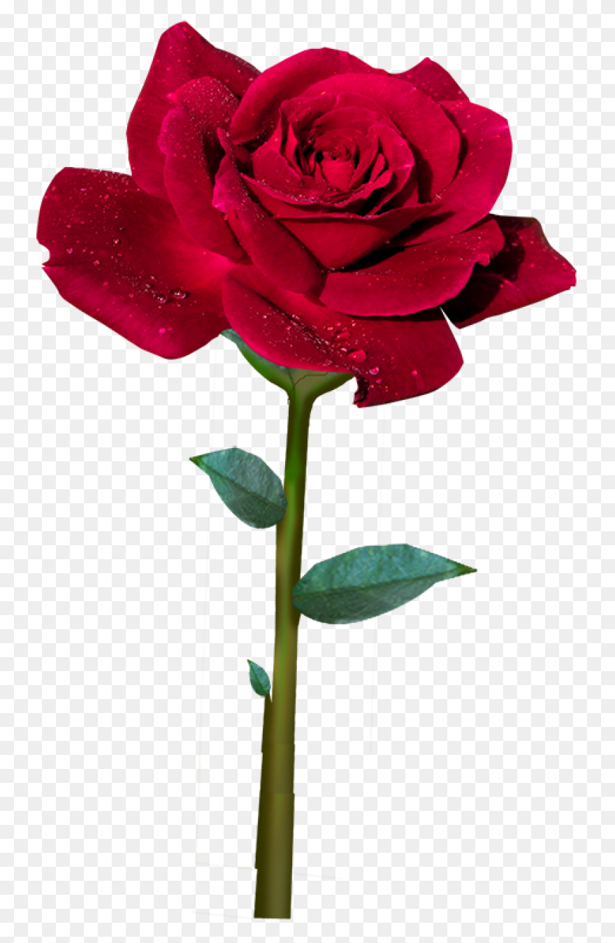 Rosa Id:873345063 (Images Jesus Bender) - Rosas