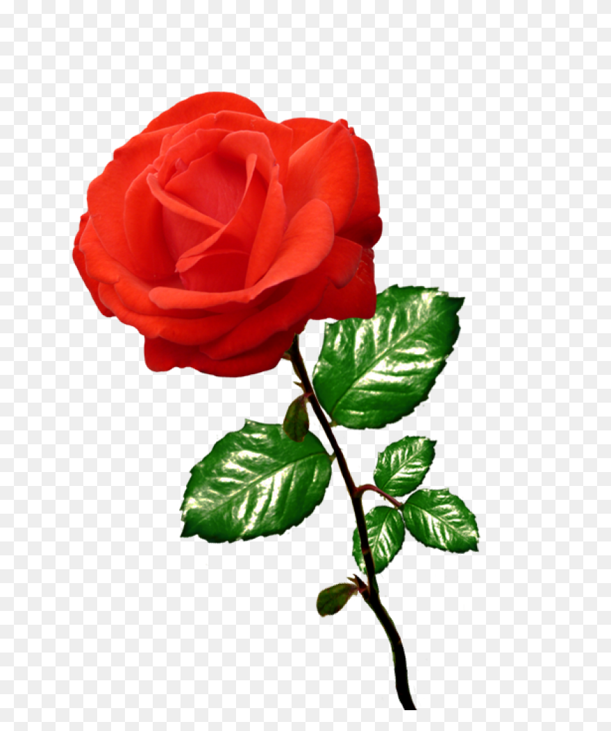 Red Rose Vector Art - Free Clip Art