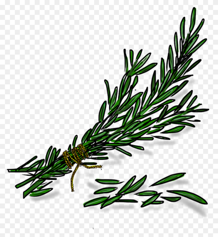 Rosemary In 2021 | Herb Tattoo, Wat