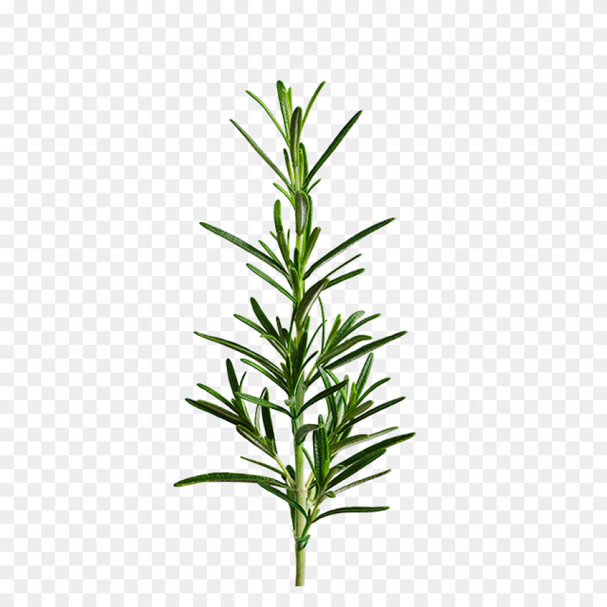 Rosemary In 2021 | Herb Tattoo, Wat