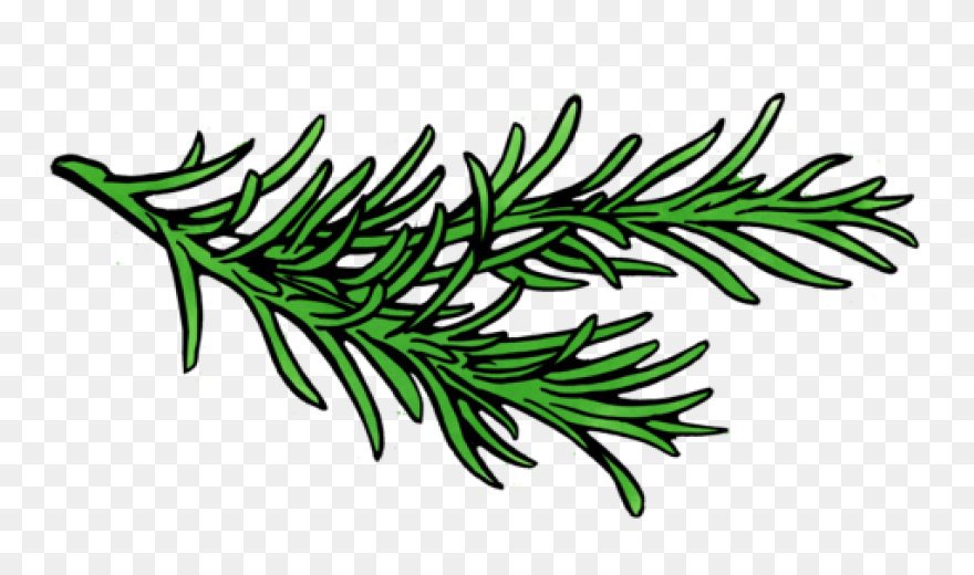 Rosemary In 2021 | Herb Tattoo, Wat