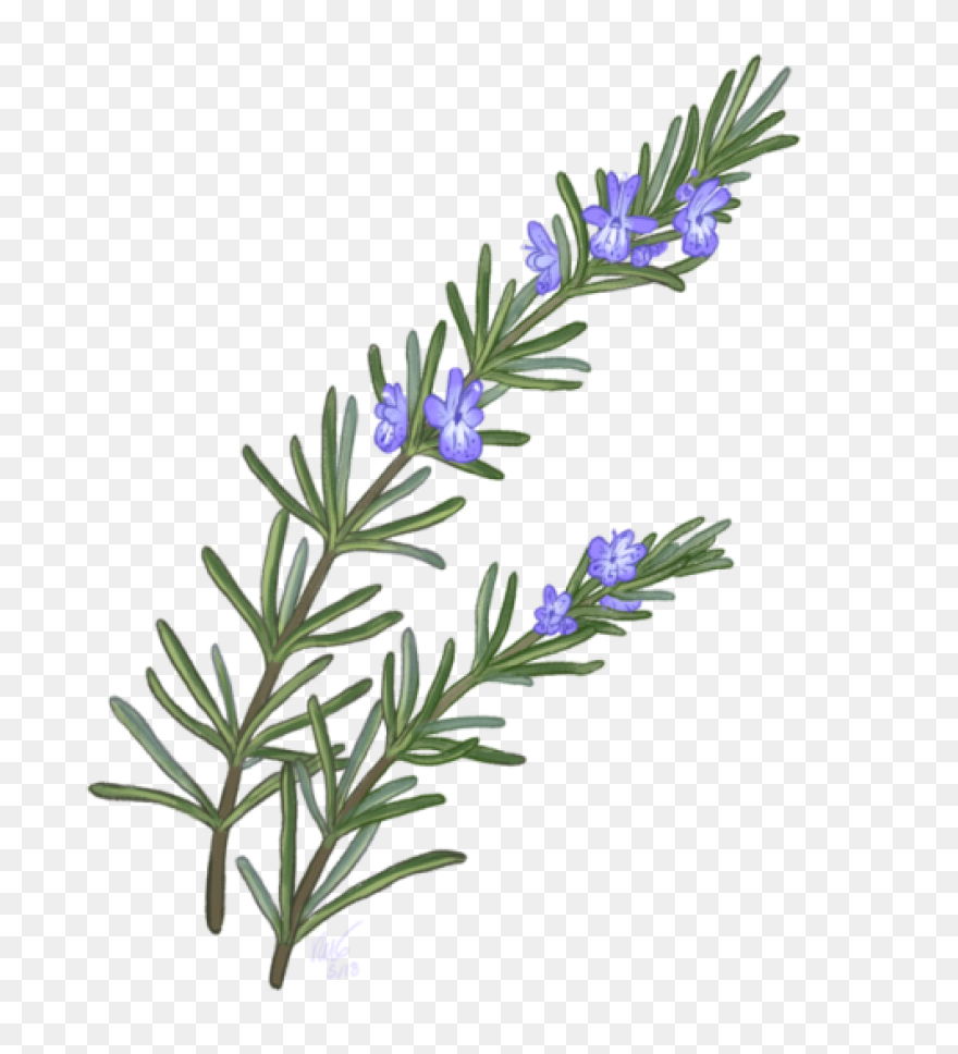 Rosemary In 2021 | Herb Tattoo, Wat