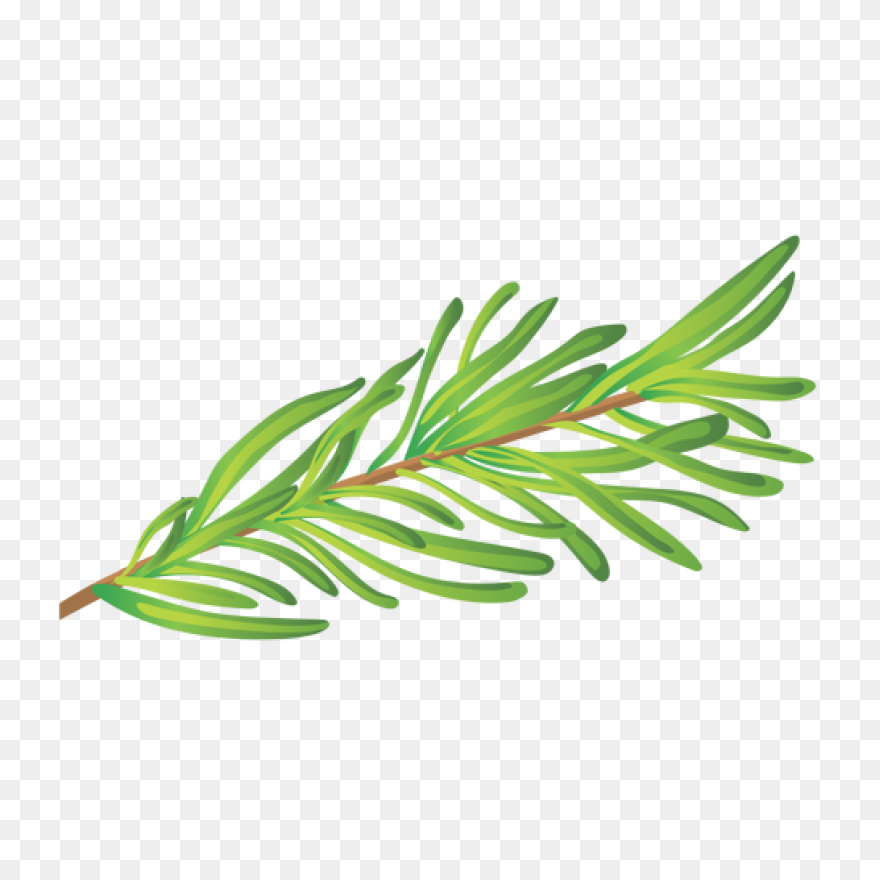 Rosemary In 2021 | Herb Tattoo, Wat