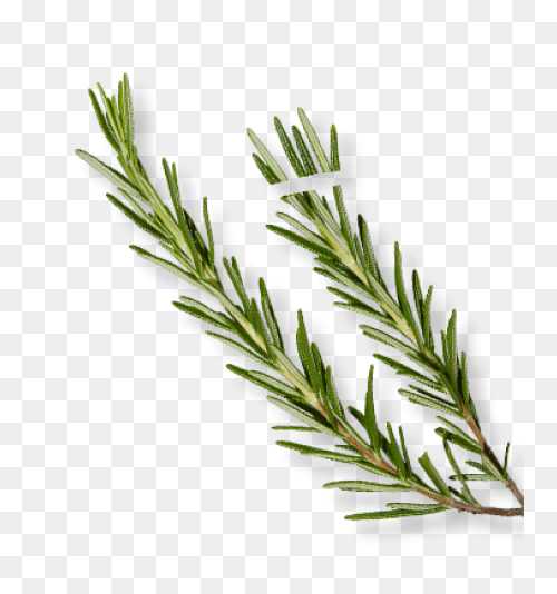 Rosemary In 2021 | Herb Tattoo, Wat