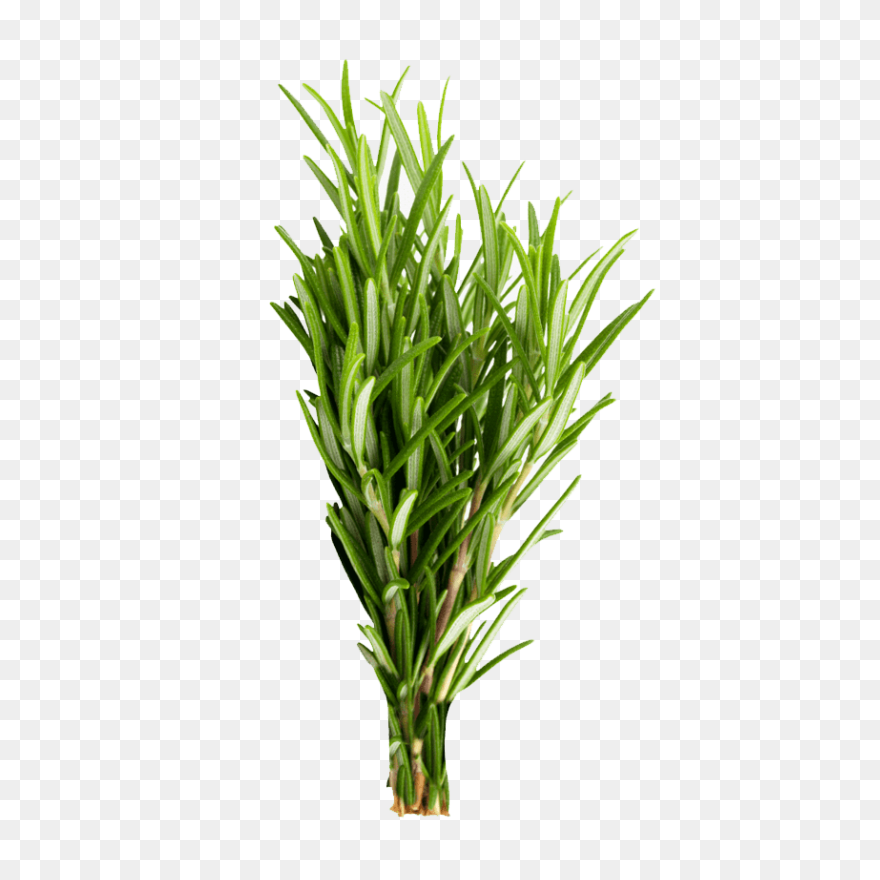 Rosemary In 2021 | Herb Tattoo, Wat