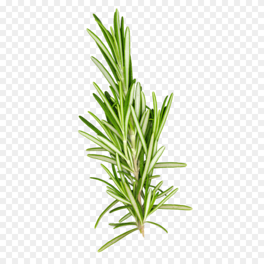 Rosemary In 2021 | Herb Tattoo, Wat