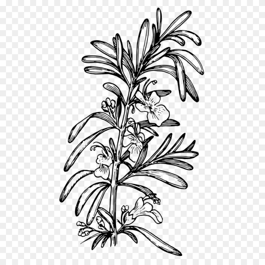 Rosemary | Free PNG WebP - Rosemary