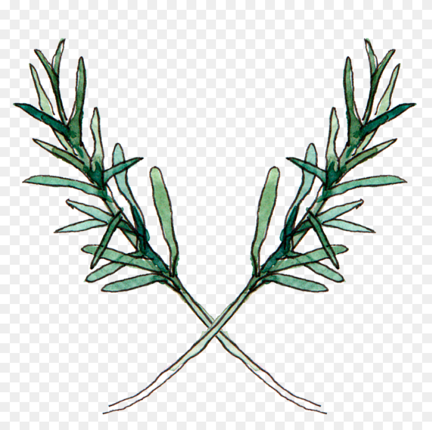 Rosemary In 2021 | Herb Tattoo, Wat
