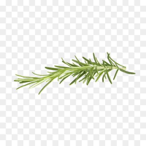 Rosemary In 2021 | Herb Tattoo, Wat