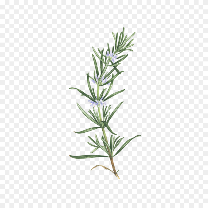 Rosemary In 2021 | Herb - Rosemary