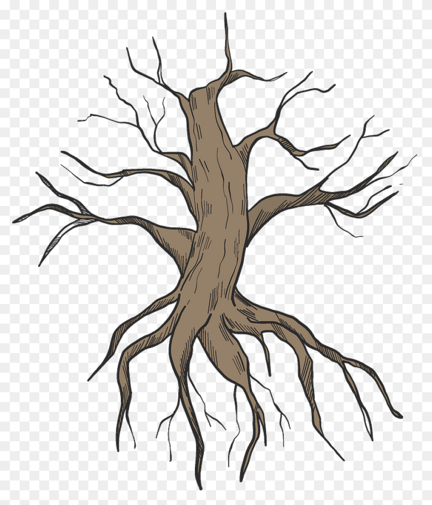 Roots Transparent Png Images - Stic