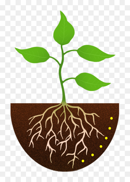 Roots Transparent Png Images - Stic