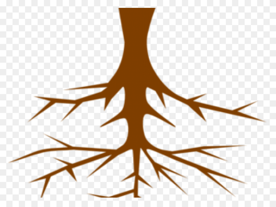 Roots Transparent Png Images - Stic