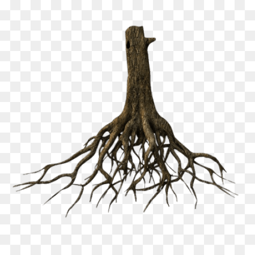Roots Png Images Stickpng - Roots