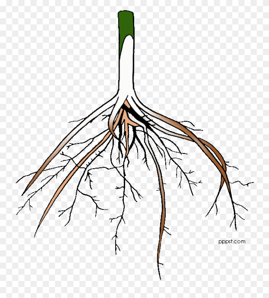 Roots Transparent Png Images - Stic