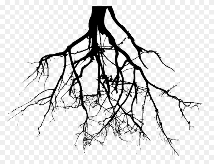 Roots Transparent Png Images - Stic