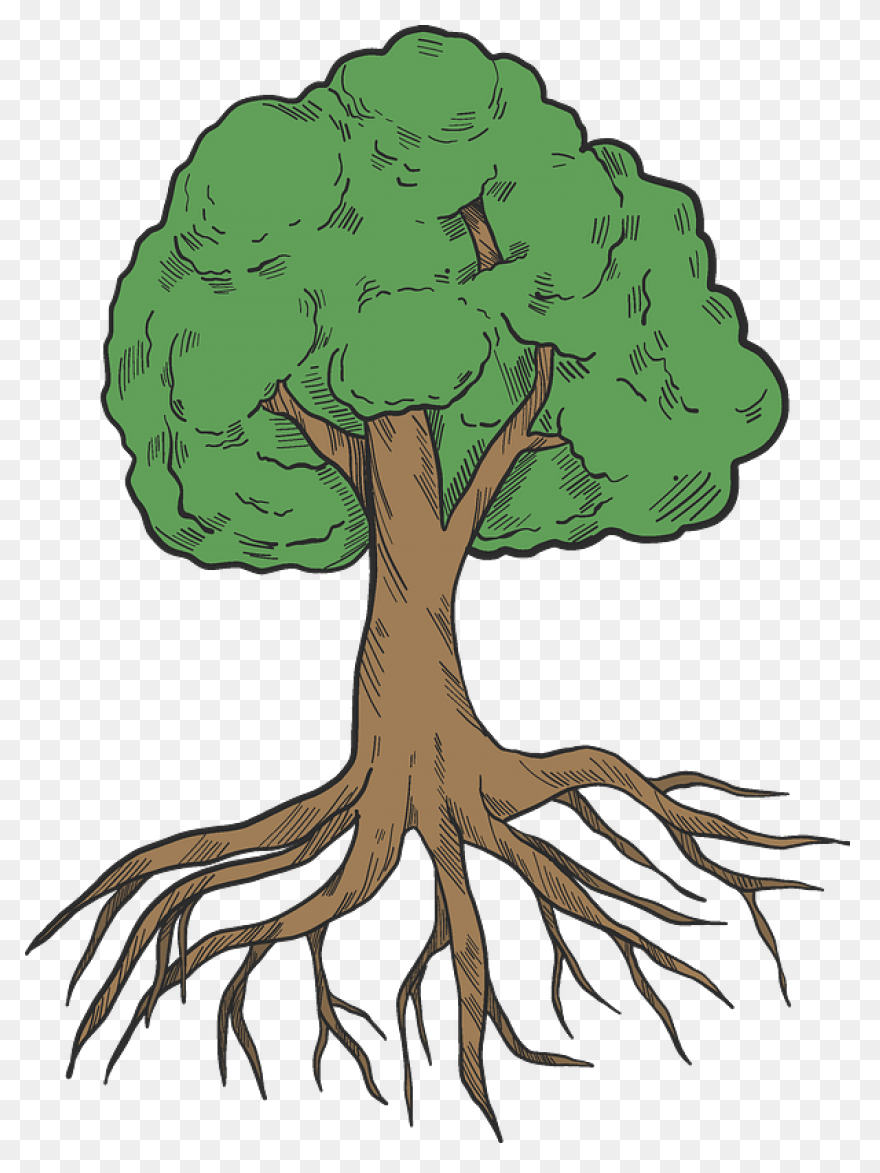 Roots Transparent Png Images - Stic