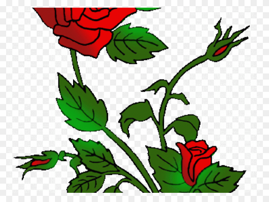 Rose Bush Clipart Drawn Rose - Png 