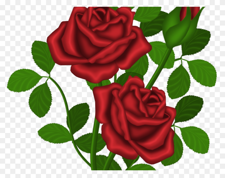 Rose Bush Clipart Drawn Rose - Png 