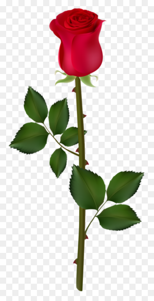 Rose Bush Clipart Drawn Rose - Png 
