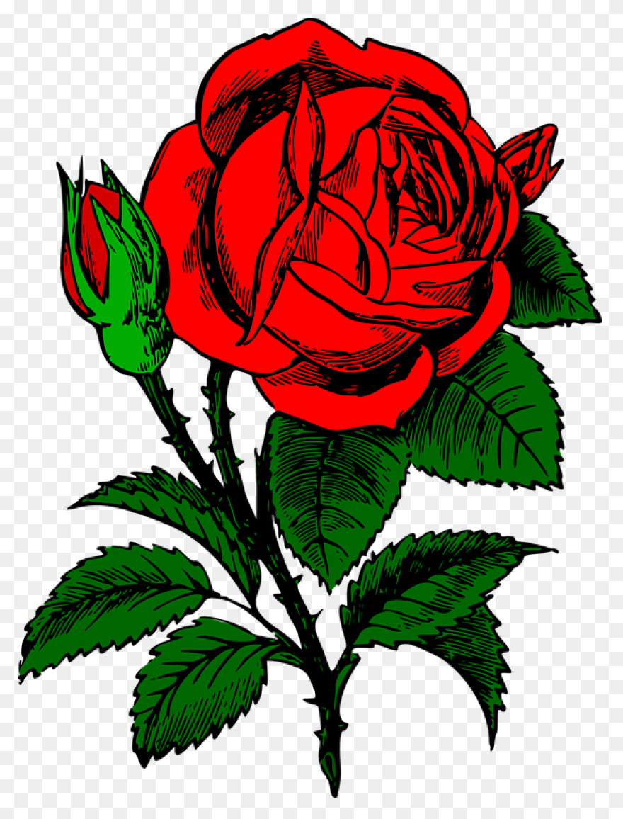 Download Rose Outline Png Clipart C