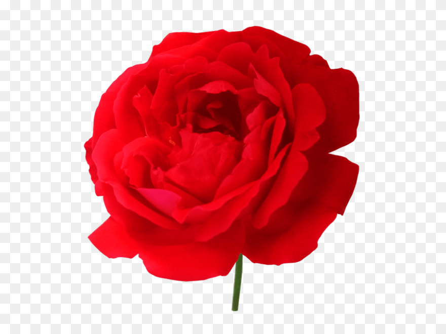 Download Rose Outline Png Clipart C
