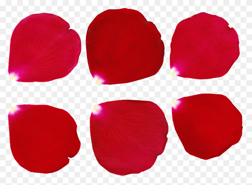 Rose Petals Png Image Hd | Png All