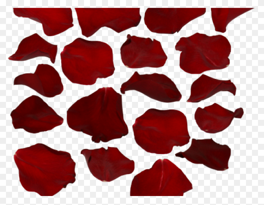 Rose Petals Png Image Hd | Png All