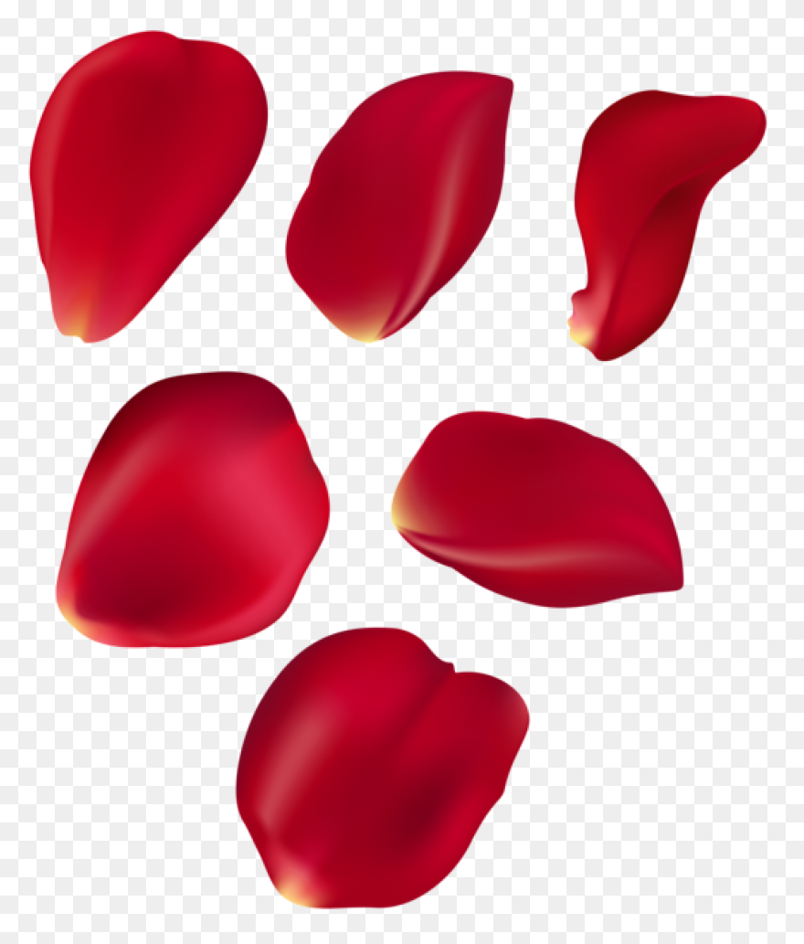 Rose Petals Png Image Hd | Png All