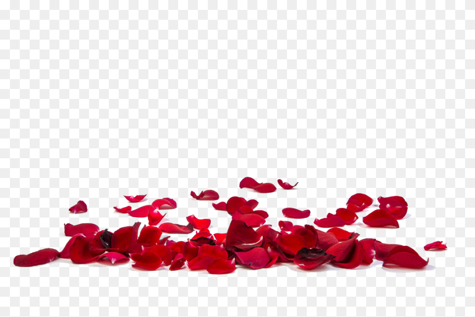 Rose Petals Png Image Hd | Png All