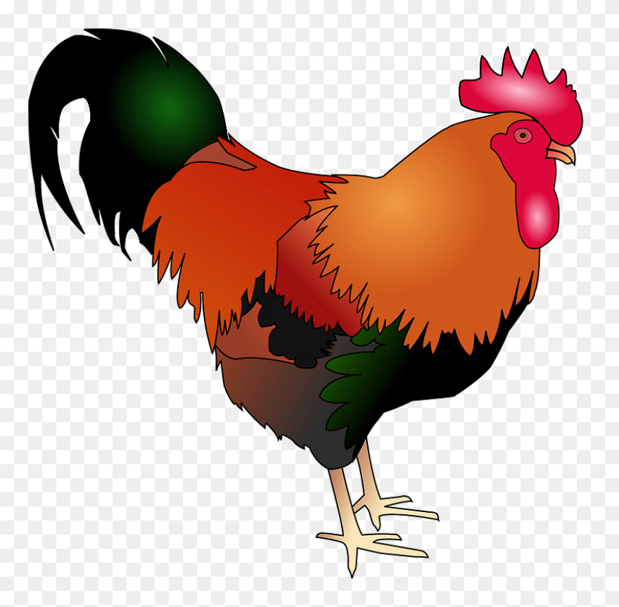 Rooster Clipart. Free Download .png - Rooster