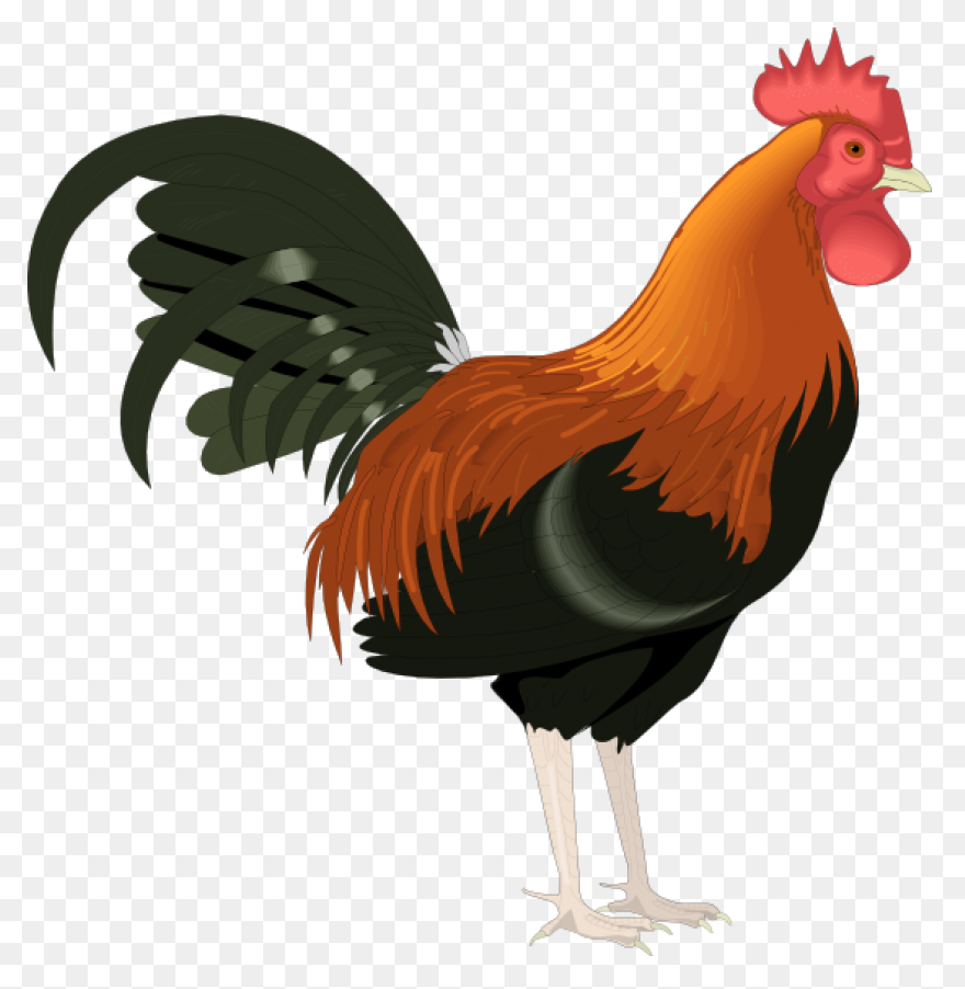 Rooster Clipart. Free Download Tran