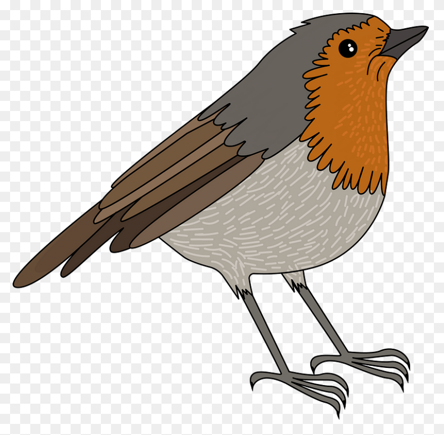 Bird Bird Beak European Robin Clipa