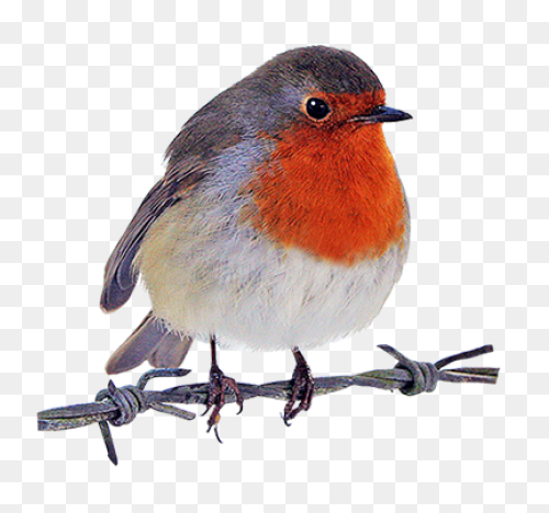 Bird Bird Beak European Robin Clipa