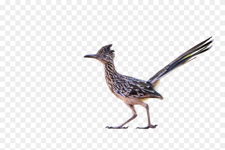 Road Runner | Warner Bros. Entertai