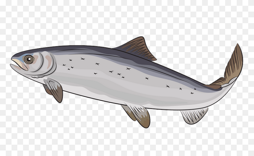 H & N Group | Wholesale Seafood