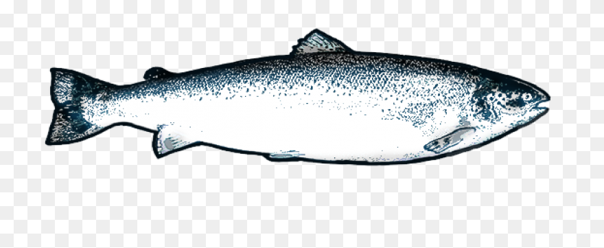 H & N Group | Wholesale Seafood