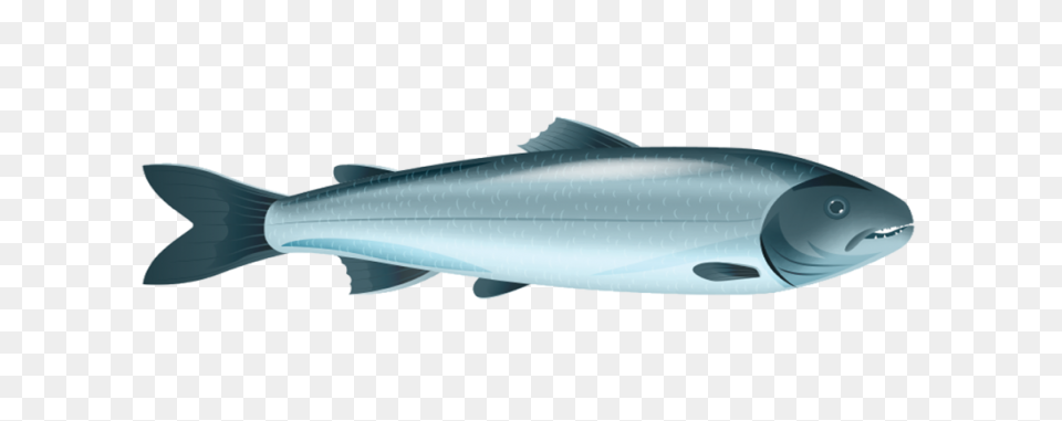 H & N Group | Wholesale Seafood