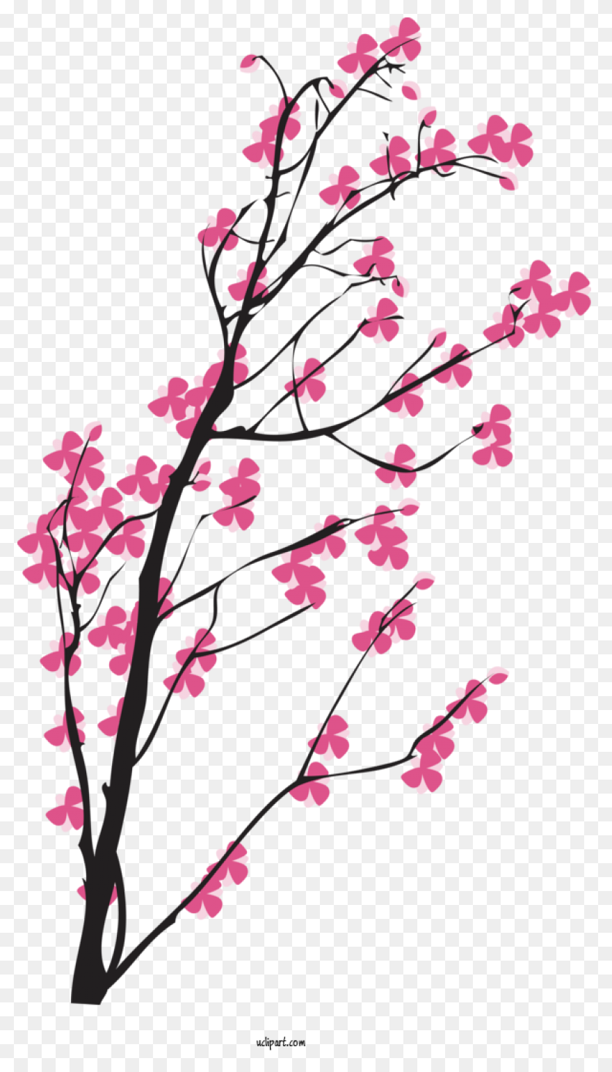 Sakura Png Alpha Channel Clipart Im