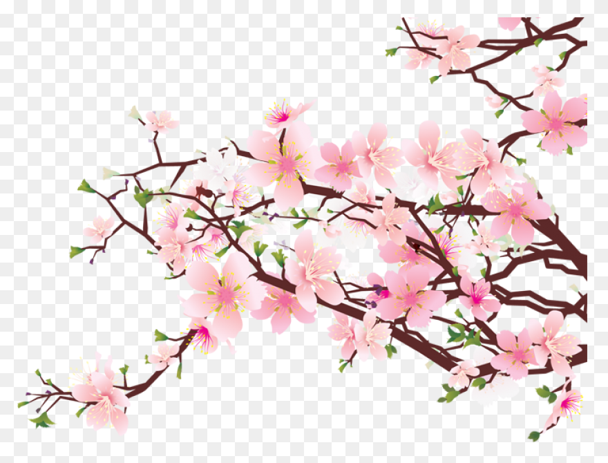 Sakura Png Alpha Channel Clipart - Sakura