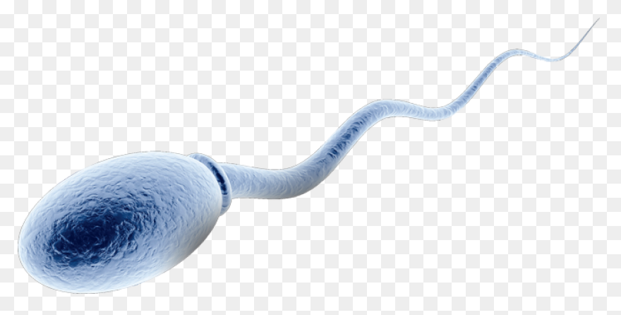 ClipartFlare - Semen Analysis