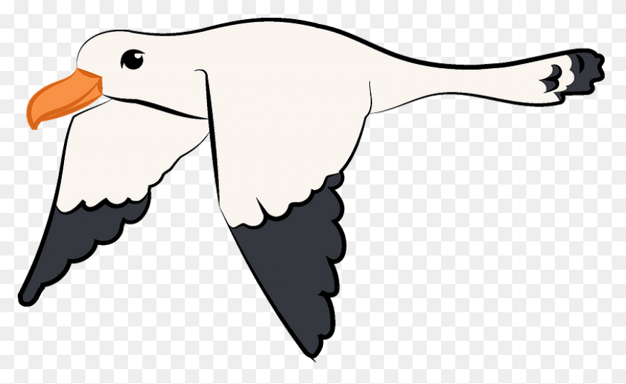 Flying Seagull Clipart. Free Download - Seagull