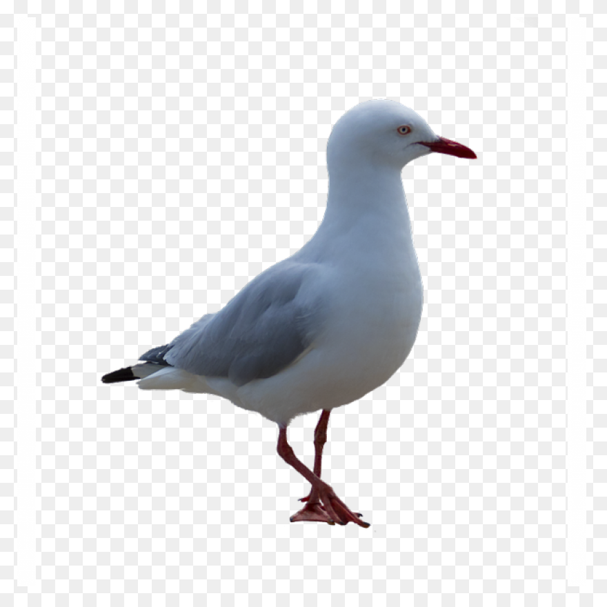 Flying Seagull Clipart. Free Downlo
