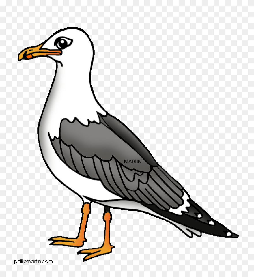 Flying Seagull Clipart. Free Downlo