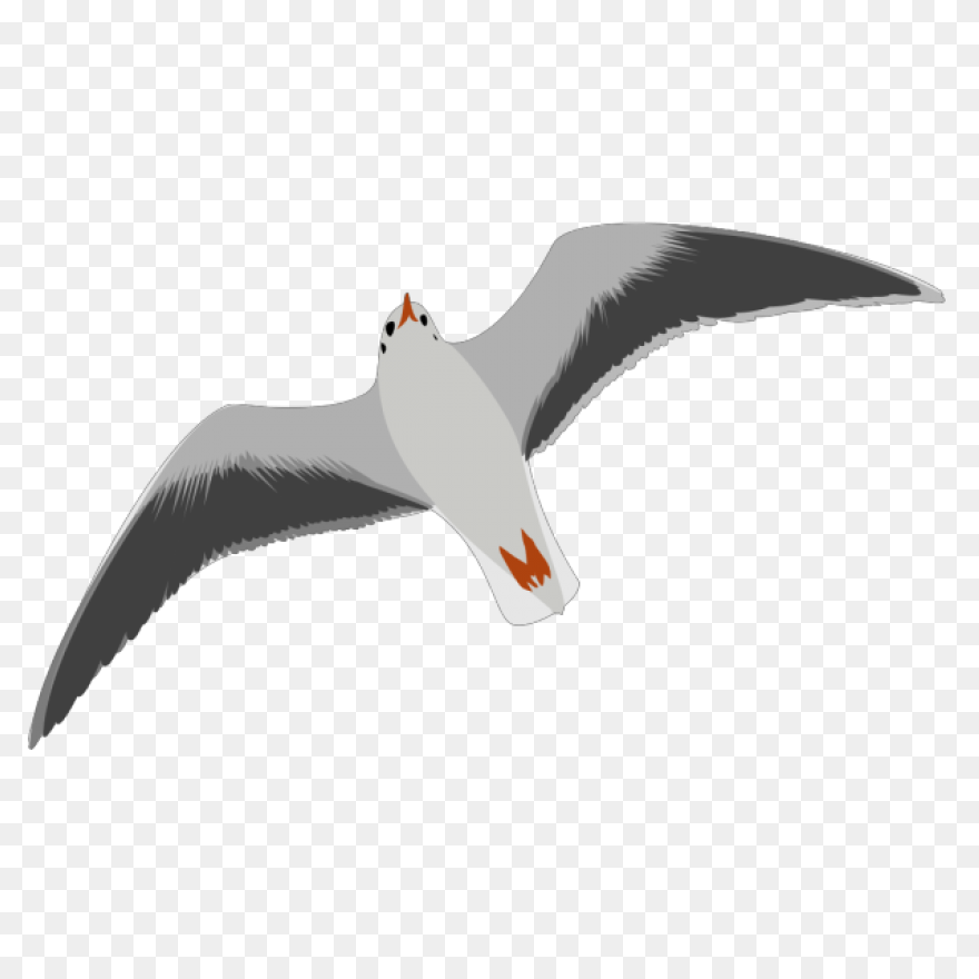 Flying Seagull Clipart. Free Downlo