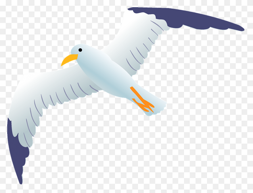 Flying Seagull Clipart. Free Downlo