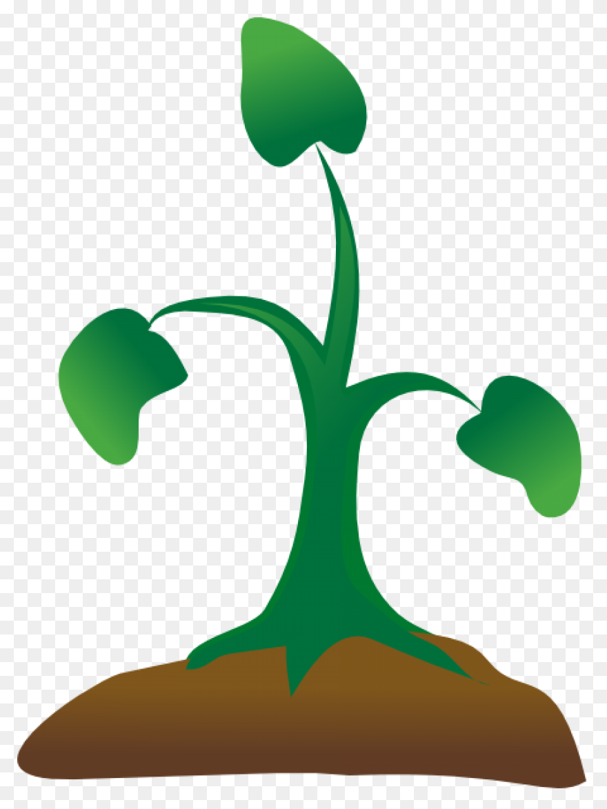 Seedling Seed Growth - Free Vector 