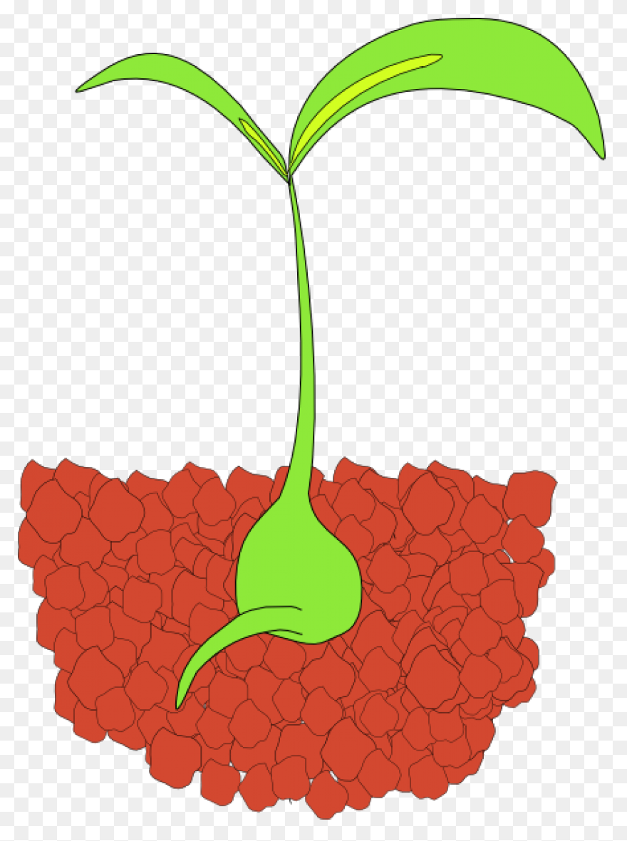 Seedling Seed Growth - Free Vector 