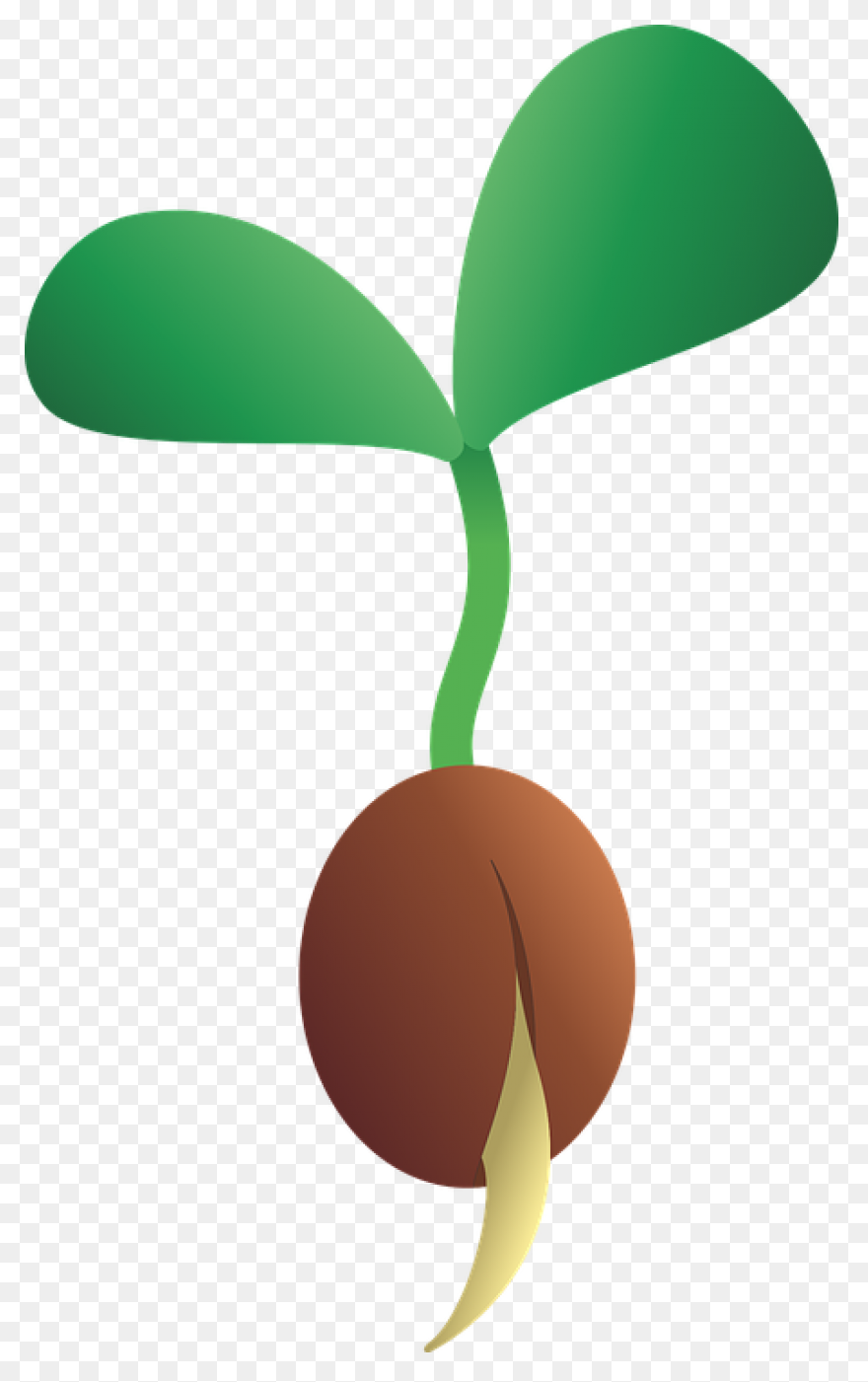 Seedling Seed Growth Free Vector - Seedling